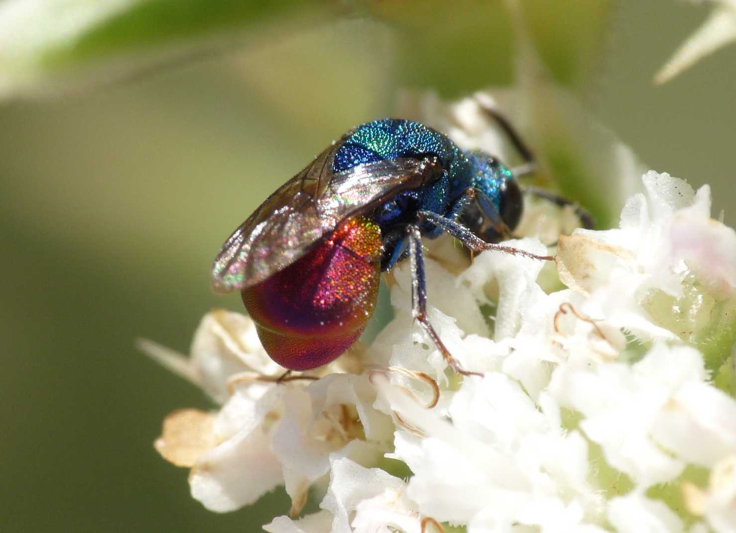 Chrysididae minuscolo